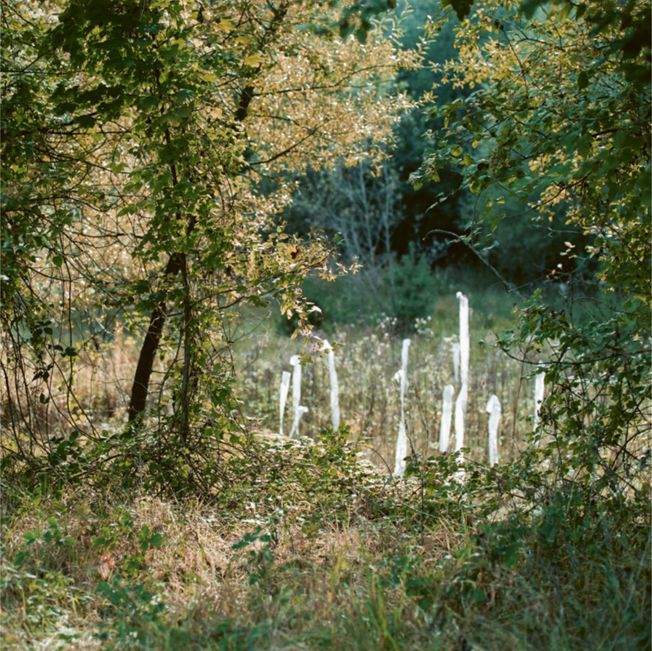 Chandon, site pollué no 2024-0103 © Jean-Paul Guinnard