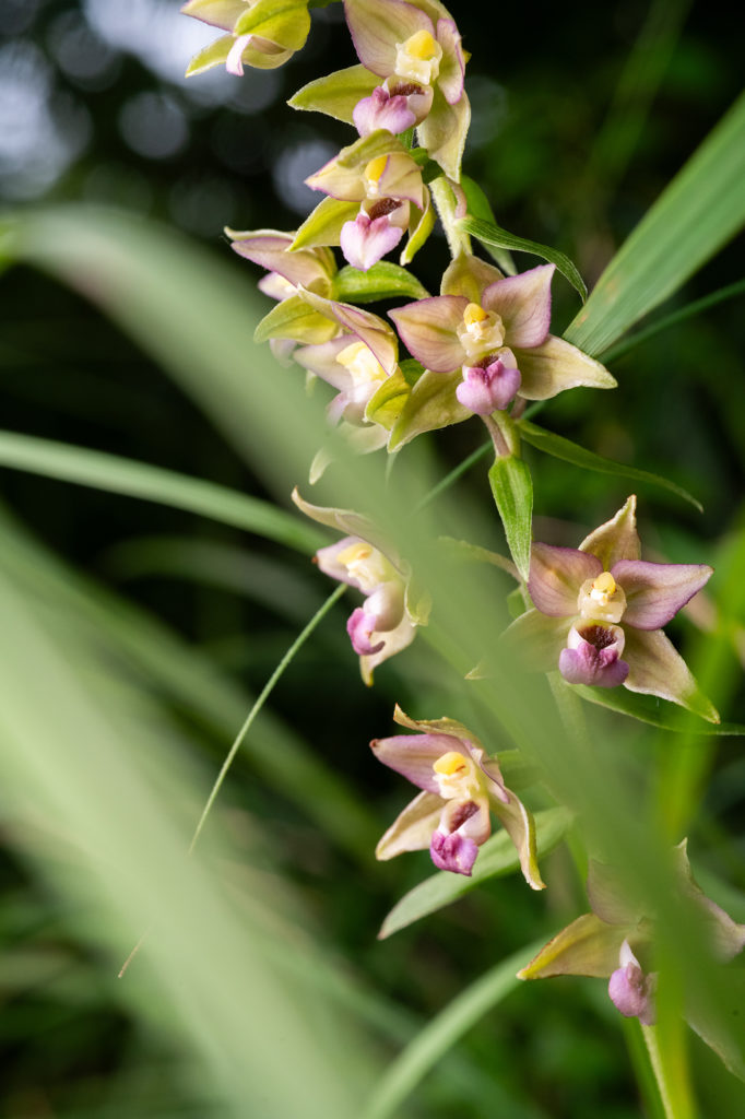 Orchidée – © Dimitri Känel